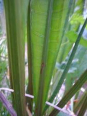 file:///media/Moby%20DisK/1%20Paulette%20FLORE%20ELECTRIQUE/Paulette%20VIGNETTES%20PAR%20FAMILLE/POLYGONACEE/Rumex%20hydrolapathum%20(Patience%20des%20eaux)%2004-07%20feuille8.JPG