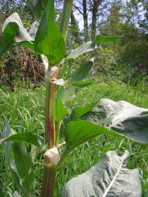 file:///media/Moby%20DisK/1%20Paulette%20FLORE%20ELECTRIQUE/Paulette%20VIGNETTES%20PAR%20FAMILLE/POLYGONACEE/Rumex%20hydrolapathum%20(Patience%20des%20eaux)%2004-07%20plante%20fleurie3.JPG