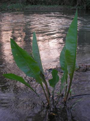 file:///media/Moby%20DisK/1%20Paulette%20FLORE%20ELECTRIQUE/Paulette%20VIGNETTES%20PAR%20FAMILLE/POLYGONACEE/Rumex%20hydrolapathum%20(Patience%20des%20eaux)%2004-07%20plante8.JPG