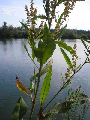 file:///media/Moby%20DisK/1%20Paulette%20FLORE%20ELECTRIQUE/Paulette%20VIGNETTES%20PAR%20FAMILLE/POLYGONACEE/Rumex%20hydrolapathum%20(Patience%20des%20eaux)%2008-07%20fleur3.JPG