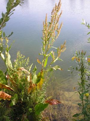 file:///media/Moby%20DisK/1%20Paulette%20FLORE%20ELECTRIQUE/Paulette%20VIGNETTES%20PAR%20FAMILLE/POLYGONACEE/Rumex%20hydrolapathum%20(Patience%20des%20eaux)%2008-07%20fleur7.JPG