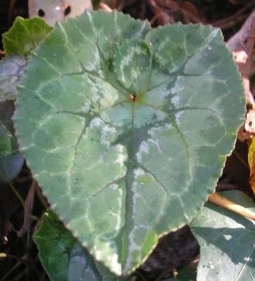 file:///media/Moby%20DisK/1%20Paulette%20FLORE%20ELECTRIQUE/Paulette%20VIGNETTES%20PAR%20FAMILLE/PRIMULACEE/Cyclamen%20hederifolium%20(Cyclamen%20de%20Naples)%2009-07%20FEUILLE1.JPG