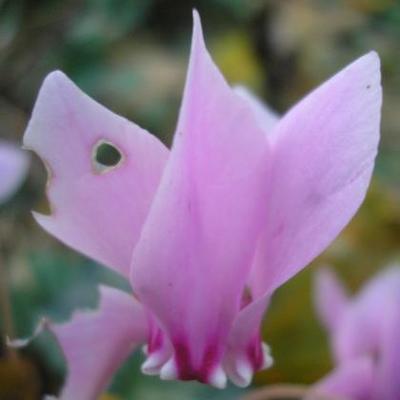 file:///media/Moby%20DisK/1%20Paulette%20FLORE%20ELECTRIQUE/Paulette%20VIGNETTES%20PAR%20FAMILLE/PRIMULACEE/Cyclamen%20hederifolium%20(Cyclamen%20de%20Naples)%2009-07%20FLEUR.JPG