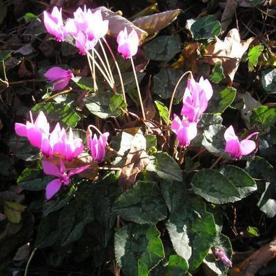 file:///media/Moby%20DisK/1%20Paulette%20FLORE%20ELECTRIQUE/Paulette%20VIGNETTES%20PAR%20FAMILLE/PRIMULACEE/Cyclamen%20hederifolium%20(Cyclamen%20de%20Naples)%2009-07%20PLANTE.JPG