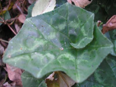 file:///media/Moby%20DisK/1%20Paulette%20FLORE%20ELECTRIQUE/Paulette%20VIGNETTES%20PAR%20FAMILLE/PRIMULACEE/Cyclamen%20hederifolium%20(Cyclamen%20de%20Naples)%2009-07%20feuille21.JPG