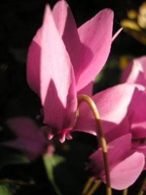 file:///media/Moby%20DisK/1%20Paulette%20FLORE%20ELECTRIQUE/Paulette%20VIGNETTES%20PAR%20FAMILLE/PRIMULACEE/Cyclamen%20hederifolium%20(Cyclamen%20de%20Naples)%2009-07%20fleur05%20arti.JPG