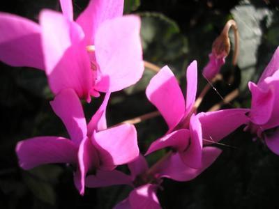 file:///media/Moby%20DisK/1%20Paulette%20FLORE%20ELECTRIQUE/Paulette%20VIGNETTES%20PAR%20FAMILLE/PRIMULACEE/Cyclamen%20hederifolium%20(Cyclamen%20de%20Naples)%2009-07%20fleur18.JPG