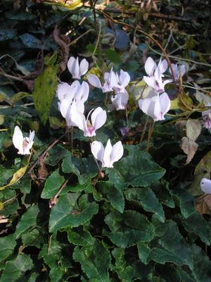 file:///media/Moby%20DisK/1%20Paulette%20FLORE%20ELECTRIQUE/Paulette%20VIGNETTES%20PAR%20FAMILLE/PRIMULACEE/Cyclamen%20hederifolium%20(Cyclamen%20de%20Naples)%2009-07%20plante22.JPG