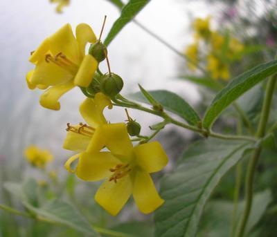 file:///media/Moby%20DisK/1%20Paulette%20FLORE%20ELECTRIQUE/Paulette%20VIGNETTES%20PAR%20FAMILLE/PRIMULACEE/Lysimachia%20vulgaris%20(Lysimaque)%2008-07%20FLEUR.JPG