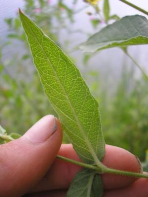 file:///media/Moby%20DisK/1%20Paulette%20FLORE%20ELECTRIQUE/Paulette%20VIGNETTES%20PAR%20FAMILLE/PRIMULACEE/Lysimachia%20vulgaris%20(Lysimaque)%2008-07%20feuille5.JPG