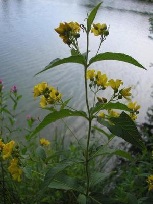 file:///media/Moby%20DisK/1%20Paulette%20FLORE%20ELECTRIQUE/Paulette%20VIGNETTES%20PAR%20FAMILLE/PRIMULACEE/Lysimachia%20vulgaris%20(Lysimaque)%2008-07%20plante2.JPG