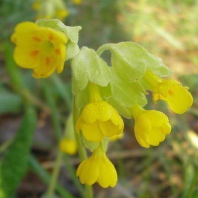 file:///media/Moby%20DisK/1%20Paulette%20FLORE%20ELECTRIQUE/Paulette%20VIGNETTES%20PAR%20FAMILLE/PRIMULACEE/Primula%20veris%20(Coucou%20officinale)%2004-08%20FLEUR.jpg
