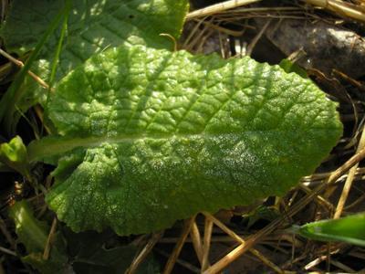 file:///media/Moby%20DisK/1%20Paulette%20FLORE%20ELECTRIQUE/Paulette%20VIGNETTES%20PAR%20FAMILLE/PRIMULACEE/Primula%20veris%20(Coucou%20officinale)%2004-08%20feuille1.jpg