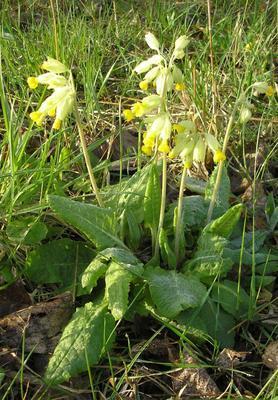 file:///media/Moby%20DisK/1%20Paulette%20FLORE%20ELECTRIQUE/Paulette%20VIGNETTES%20PAR%20FAMILLE/PRIMULACEE/Primula%20veris%20(Coucou%20officinale)%2004-08%20plante.JPG