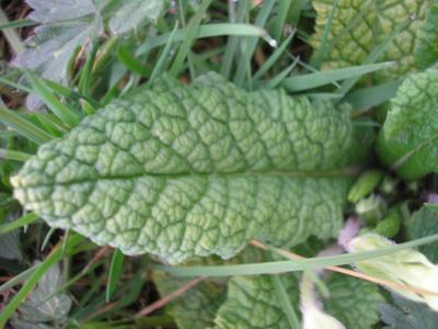 file:///media/Moby%20DisK/1%20Paulette%20FLORE%20ELECTRIQUE/Paulette%20VIGNETTES%20PAR%20FAMILLE/PRIMULACEE/Primula%20vulgaris%20(Primev%C3%A8re%20acaule)%2003-08%20feuille1.JPG