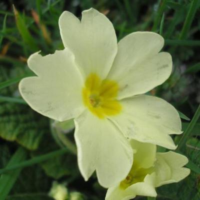 file:///media/Moby%20DisK/1%20Paulette%20FLORE%20ELECTRIQUE/Paulette%20VIGNETTES%20PAR%20FAMILLE/PRIMULACEE/Primula%20vulgaris%20(Primev%C3%A8re%20acaule)%2003-08%20fleur1.JPG
