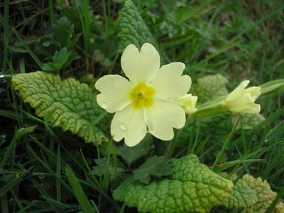 file:///media/Moby%20DisK/1%20Paulette%20FLORE%20ELECTRIQUE/Paulette%20VIGNETTES%20PAR%20FAMILLE/PRIMULACEE/Primula%20vulgaris%20(Primev%C3%A8re%20acaule)%2003-08%20plante4.JPG