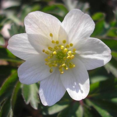 file:///home/gadget/actPAULETTE/PauletteVIGNETT400/RENONCULACEE/Anemone.nemorosa.Anemonedesbois%2003.09.fl11.jpg
