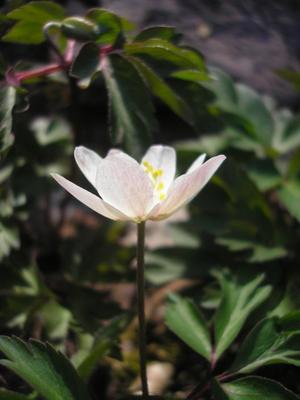 file:///home/gadget/actPAULETTE/PauletteVIGNETT400/RENONCULACEE/Anemone.nemorosa.Anemonedesbois%2003.09.fl3.jpg