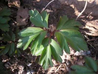 file:///home/gadget/actPAULETTE/PauletteVIGNETT400/RENONCULACEE/Anemone.nemorosa.Anemonedesbois%2003.09.flle2.jpg