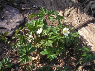 file:///home/gadget/actPAULETTE/PauletteVIGNETT400/RENONCULACEE/Anemone.nemorosa.Anemonedesbois%2003.09.p2.jpg