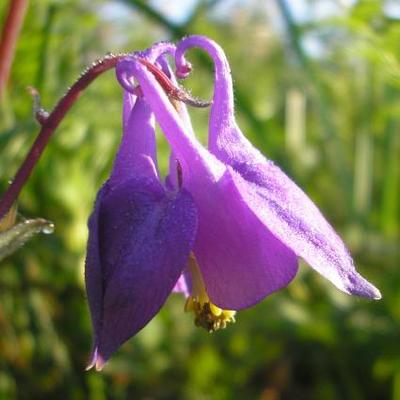 file:///home/gadget/actPAULETTE/PauletteVIGNETT400/RENONCULACEE/Aquilegia.vulgaris.Ancolie%2005.08.fl11.jpg