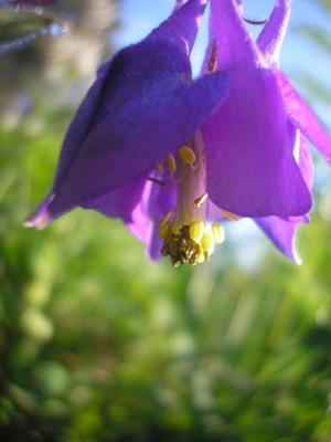 file:///home/gadget/actPAULETTE/PauletteVIGNETT400/RENONCULACEE/Aquilegia.vulgaris.Ancolie%2005.08.fl4.jpg