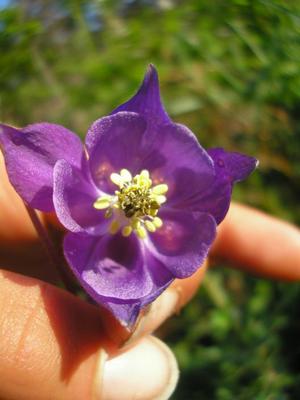file:///home/gadget/actPAULETTE/PauletteVIGNETT400/RENONCULACEE/Aquilegia.vulgaris.Ancolie%2005.08.fl5.jpg