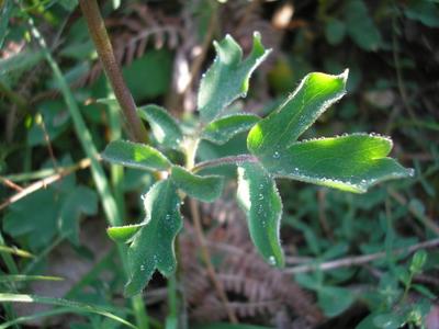 file:///home/gadget/actPAULETTE/PauletteVIGNETT400/RENONCULACEE/Aquilegia.vulgaris.Ancolie%2005.08.flle3.jpg
