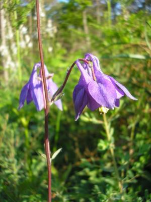 file:///home/gadget/actPAULETTE/PauletteVIGNETT400/RENONCULACEE/Aquilegia.vulgaris.Ancolie%2005.08.p2.jpg