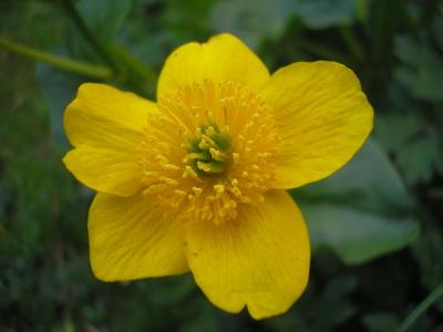 file:///home/gadget/actPAULETTE/PauletteVIGNETT400/RENONCULACEE/Caltha.palustris.Populage.des.marais%2004.07.fl2.JPG