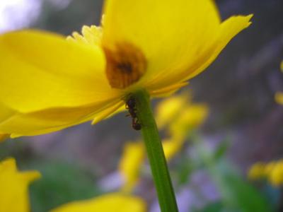file:///home/gadget/actPAULETTE/PauletteVIGNETT400/RENONCULACEE/Caltha.palustris.Populage.des.marais%2004.07.fl3.JPG
