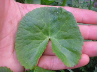 file:///home/gadget/actPAULETTE/PauletteVIGNETT400/RENONCULACEE/Caltha.palustris.Populage.des.marais%2004.07.flle1.JPG