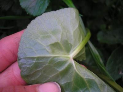file:///home/gadget/actPAULETTE/PauletteVIGNETT400/RENONCULACEE/Caltha.palustris.Populage.des.marais%2004.07.flle2.JPG