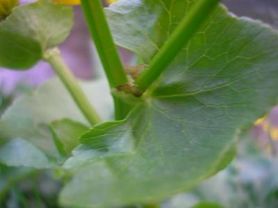 file:///home/gadget/actPAULETTE/PauletteVIGNETT400/RENONCULACEE/Caltha.palustris.Populage.des.marais%2004.07.flle6stipule.JPG