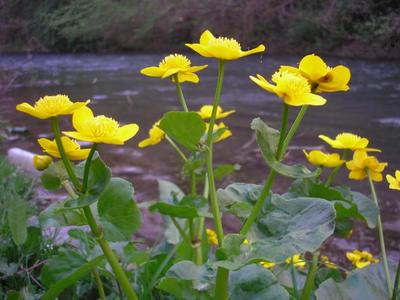 file:///home/gadget/actPAULETTE/PauletteVIGNETT400/RENONCULACEE/Caltha.palustris.Populage.des.marais%2004.07.p1.JPG