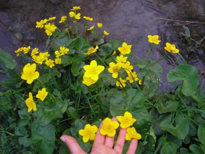 file:///home/gadget/actPAULETTE/PauletteVIGNETT400/RENONCULACEE/Caltha.palustris.Populage.des.marais%2004.07.p5.JPG