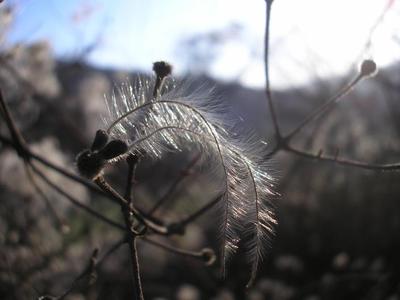 file:///home/gadget/actPAULETTE/PauletteVIGNETT400/RENONCULACEE/Clematis.vitalba.Clematite.vigneblanche%2002.09.fr1.jpg