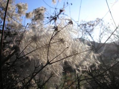 file:///home/gadget/actPAULETTE/PauletteVIGNETT400/RENONCULACEE/Clematis.vitalba.Clematite.vigneblanche%2002.09.fr2.jpg