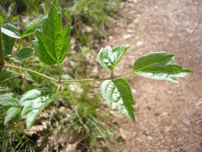 file:///home/gadget/actPAULETTE/PauletteVIGNETT400/RENONCULACEE/Clematis.vitalba.Clematite.vigneblanche%2005.08.flle1.jpg
