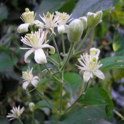 file:///home/gadget/actPAULETTE/PauletteVIGNETT400/RENONCULACEE/Clematis.vitalba.Clematite.vigneblanche%2009.07fl22.JPG