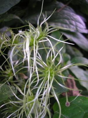 file:///home/gadget/actPAULETTE/PauletteVIGNETT400/RENONCULACEE/Clematis.vitalba.Clematite.vigneblanche%2009.07fr1.JPG