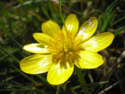 file:///home/gadget/actPAULETTE/PauletteVIGNETT400/RENONCULACEE/Ficaria.ranunculoides.Ficaire%2003.08.fl2.JPG