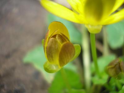 file:///home/gadget/actPAULETTE/PauletteVIGNETT400/RENONCULACEE/Ficaria.ranunculoides.Ficaire%2004.08.fl3arti.jpg