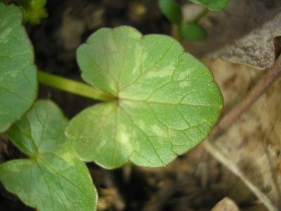 file:///home/gadget/actPAULETTE/PauletteVIGNETT400/RENONCULACEE/Ficaria.ranunculoides.Ficaire%2004.08.flle1.jpg
