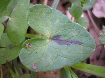 file:///home/gadget/actPAULETTE/PauletteVIGNETT400/RENONCULACEE/Ficaria.ranunculoides.Ficaire%2004.08.flle2.jpg