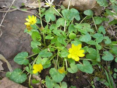 file:///home/gadget/actPAULETTE/PauletteVIGNETT400/RENONCULACEE/Ficaria.ranunculoides.Ficaire%2004.08.p.jpg