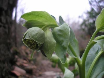 file:///home/gadget/actPAULETTE/PauletteVIGNETT400/RENONCULACEE/Helleborus.foetidus.Hellebore.fetide%2001.08.fl2.JPG
