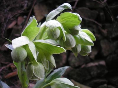 file:///home/gadget/actPAULETTE/PauletteVIGNETT400/RENONCULACEE/Helleborus.foetidus.Hellebore.fetide%2001.08.fl3.JPG