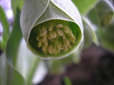 file:///home/gadget/actPAULETTE/PauletteVIGNETT400/RENONCULACEE/Helleborus.foetidus.Hellebore.fetide%2001.08.fl5.JPG